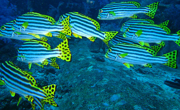 Mu Ko Similan 