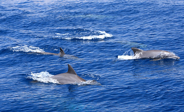 Mu Ko Similan 