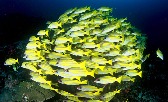 Mu Ko Similan 