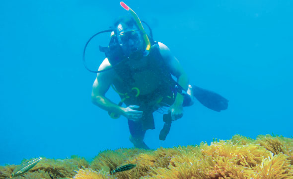 Pattaya Dive Sites