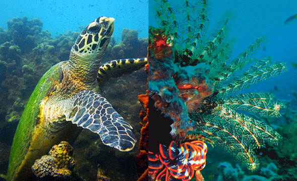 Pattaya Dive Sites