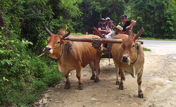 Amazing Bukit Safari