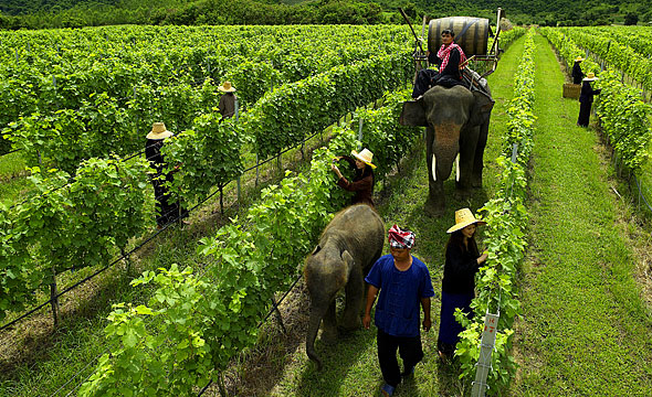 Hua Hin Hills Vineyard