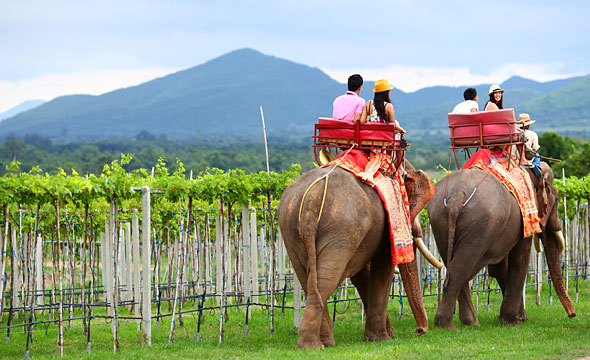 Hua Hin Hills Vineyard