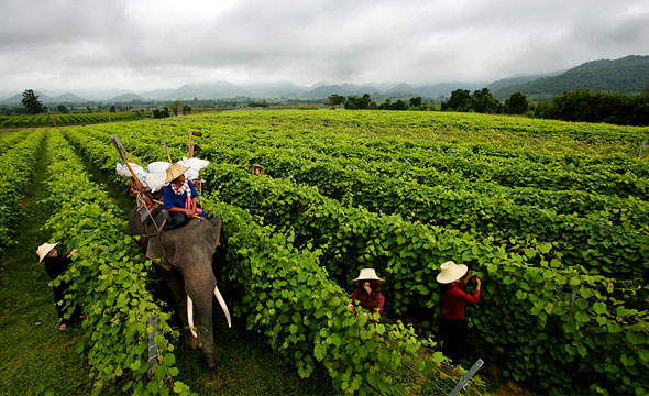 Hua Hin Hills Vineyard