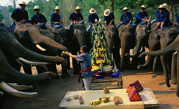 Thai Elephant Conservation Centre