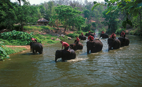 Thai Elephant Conservation Centre