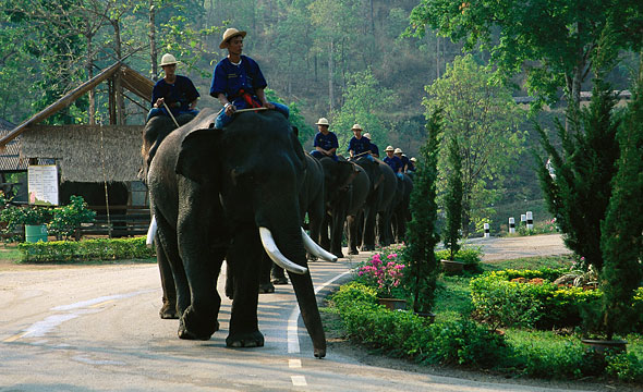 Thai Elephant Conservation Centre