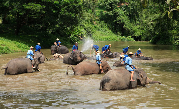 Thai Elephant Conservation Centre