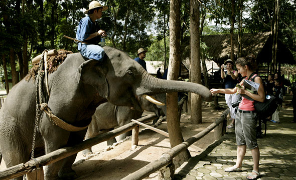 ศูนย์อนุรักษ์ช้างไทย