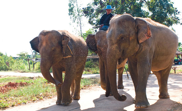 Ban Ta Klang Elephant Study Centre