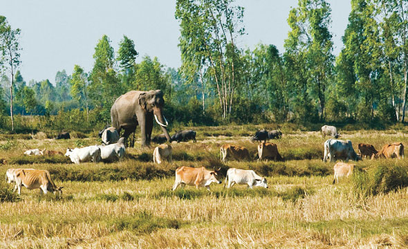 Ban Ta Klang Elephant Study Centre