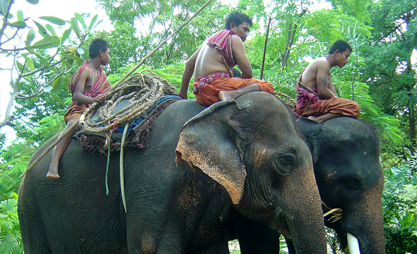 Ban Ta Klang Elephant Study Centre