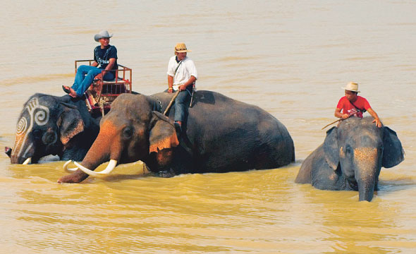 Ban Ta Klang Elephant Study Centre