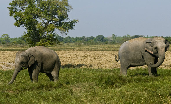 Ban Ta Klang Elephant Study Centre