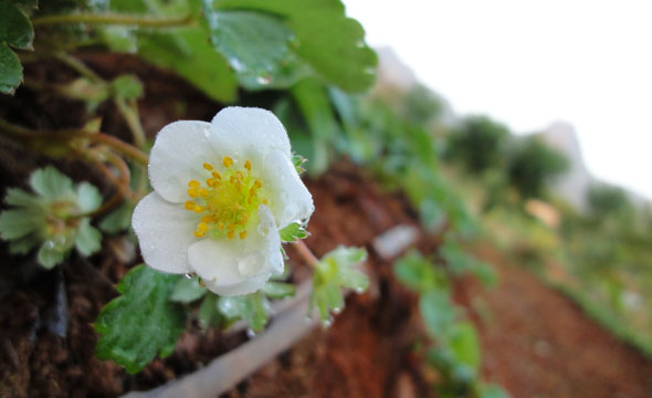 Daradalay Banndin Farm