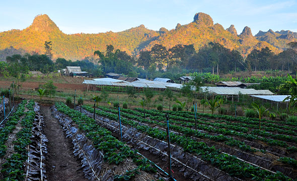 Daradalay Banndin Farm