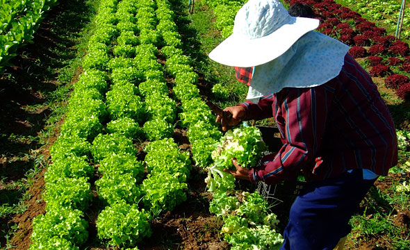 Daradalay Banndin Farm