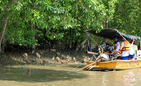 Khlong Khlon Mangrove Forest