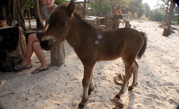 Native Horse Conservation Club-Sirindhorn